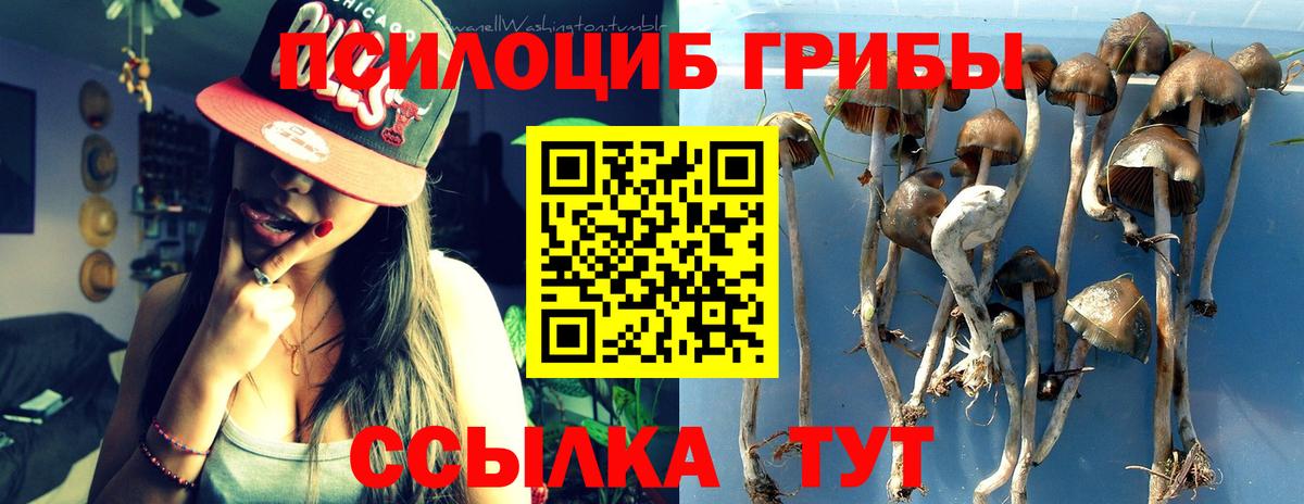 Галлюциногенные грибы Psilocybe Южноуральск